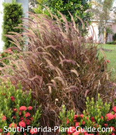 Pennisetum rubrum