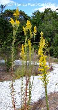 Native Plants of Florida